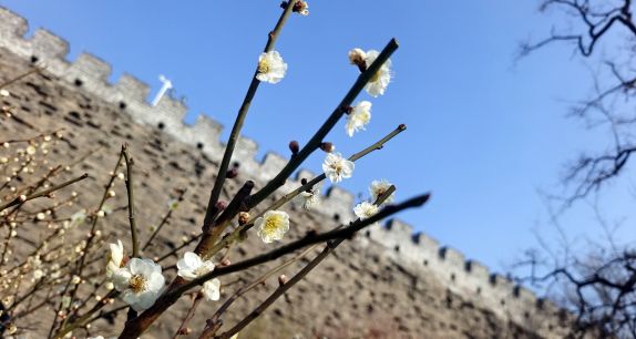 北京：明城墙遗址公园梅花含笑迎春